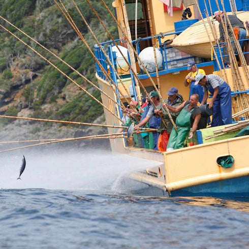 3er Set Thunfischkonserven von den Azoren
